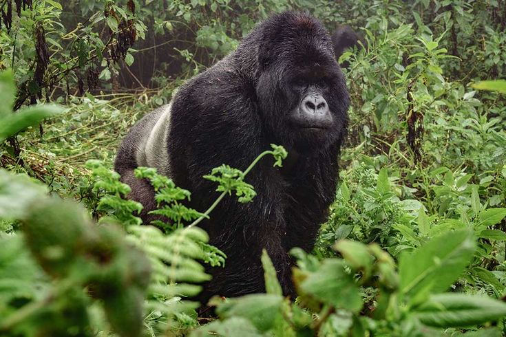 Read more about the article Cross-Border Gorilla Trekking Packages