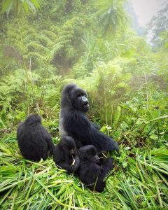 Read more about the article Where Should You Go for Gorilla Trekking