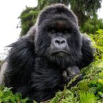 3-Day Uganda Gorilla Safari from Kigali