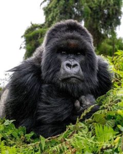 Read more about the article 3-Day Uganda Gorilla Safari from Kigali