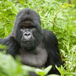How to Photograph Gorillas in Africa