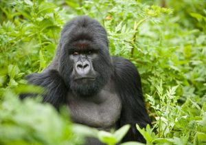 Read more about the article How to Photograph Gorillas in Africa