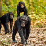 Chimpanzee Trekking in Tanzania