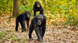 Read more about the article Chimpanzee Trekking in Tanzania