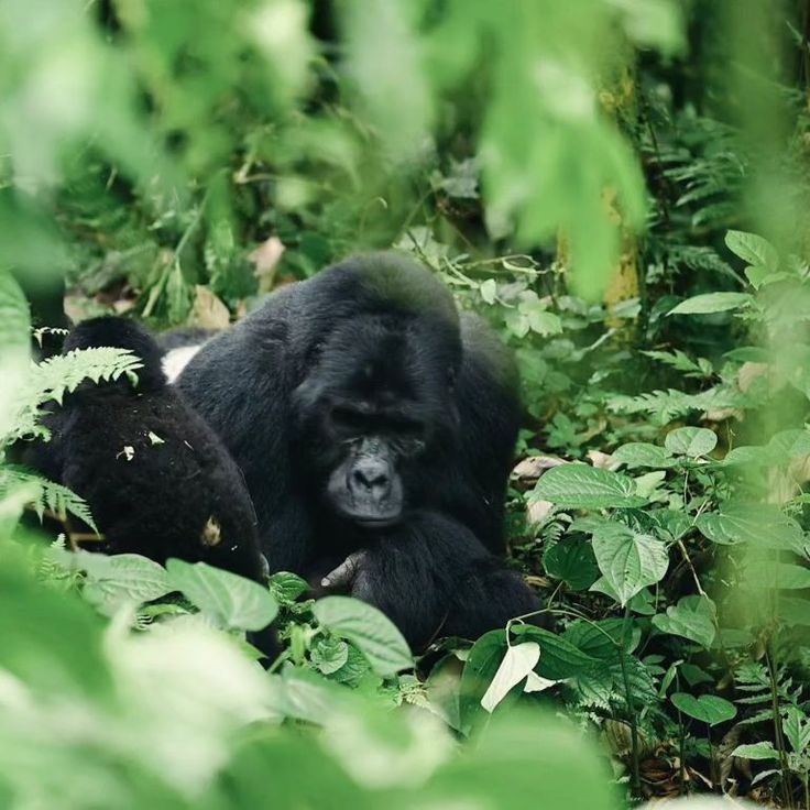 Read more about the article 5-Day Wildlife and Gorilla Safari in Rwanda