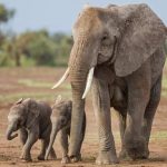 Amboseli’s Elephants