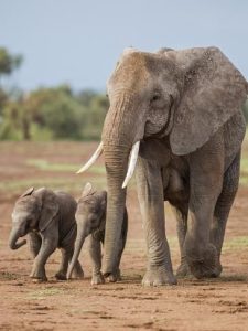 Read more about the article Amboseli’s Elephants