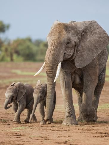 You are currently viewing Amboseli’s Elephants