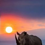 Top Spots for Wildlife Photography in Rwanda