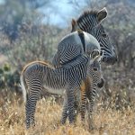 Amboseli National Park