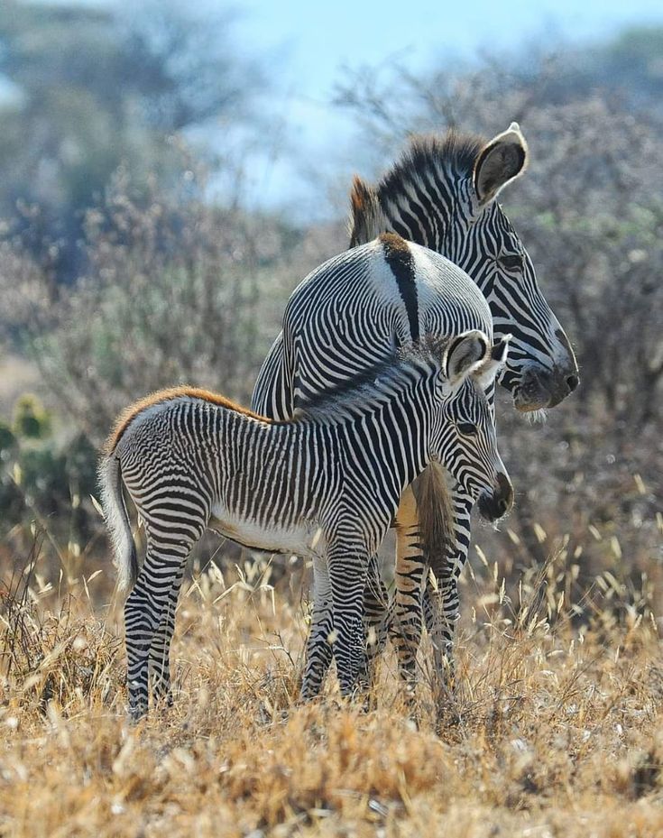 Read more about the article Amboseli National Park