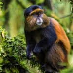 6-Day Rwanda Gorilla and Golden Monkey Safari