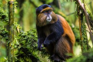 Read more about the article 6-Day Rwanda Gorilla and Golden Monkey Safari