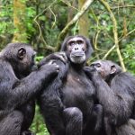 3-Day Uganda Chimpanzee Habituation Safari