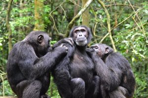 Read more about the article 3-Day Uganda Chimpanzee Habituation Safari