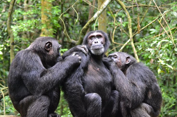 You are currently viewing 3-Day Uganda Chimpanzee Habituation Safari