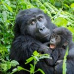 11 Days Rwanda-Uganda Tour