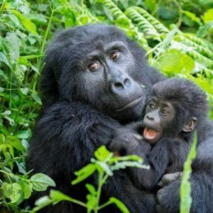 Read more about the article 11 Days Rwanda-Uganda Tour