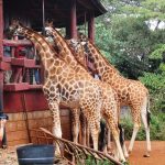 Exploring the Giraffe Centre