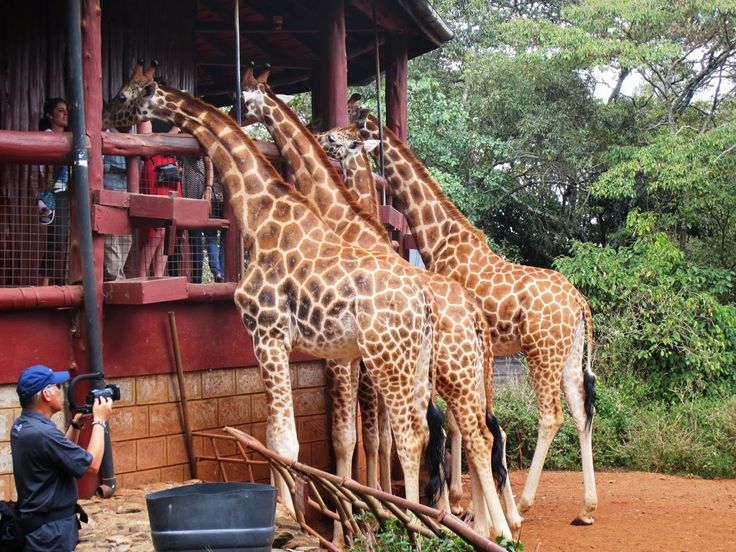 Exploring the Giraffe Centre