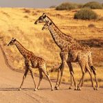 Best East African country for wildlife safari