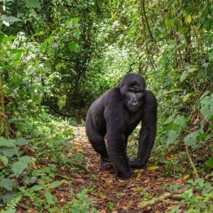 Read more about the article Gorilla Trekking Families in Bwindi Impenetrable National Park