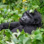 14-Day Luxury Rwanda Safari