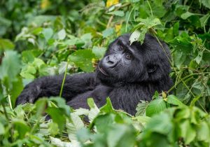 Read more about the article 14-Day Luxury Rwanda Safari