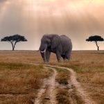 Top Things to Do on a Tanzania Safari