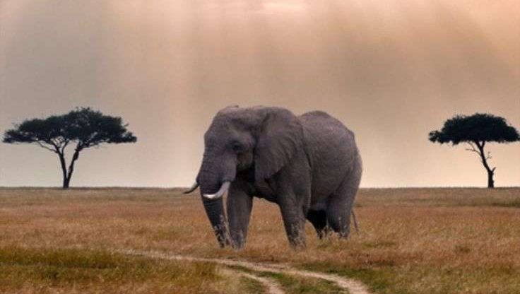 Top Things to Do on a Tanzania Safari