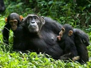 Read more about the article Chimpanzee Habituation Experience in Uganda