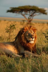 Read more about the article QUEEN ELIZABETH NATIONAL PARK