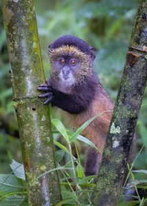 Read more about the article Budget Golden Monkey Tracking