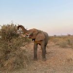 Money Mistakes to Avoid on a Ugandan Safari
