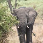 Is a Rwanda Safari very Expensive?