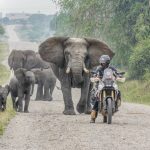 Combined Wildlife Safaris in Akagera and Queen Elizabeth National Parks