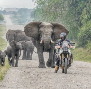 Read more about the article Combined Wildlife Safaris in Akagera and Queen Elizabeth National Parks