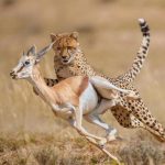 Budget Kenya Safaris