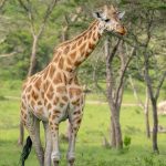 Best national parks to visit in Rwanda & Uganda  