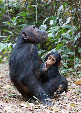 You are currently viewing Gombe Stream National Park