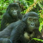 2-Day Uganda Gorilla Tracking from Kigali