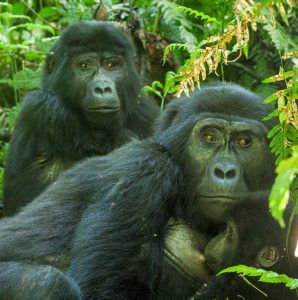 Read more about the article 2-Day Uganda Gorilla Tracking from Kigali