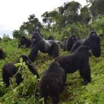 8-Day Rwanda Adventure and Wildlife Safari