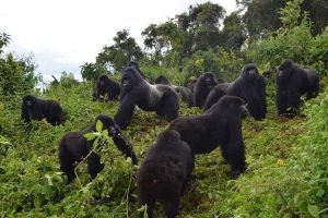 Read more about the article 8-Day Rwanda Adventure and Wildlife Safari