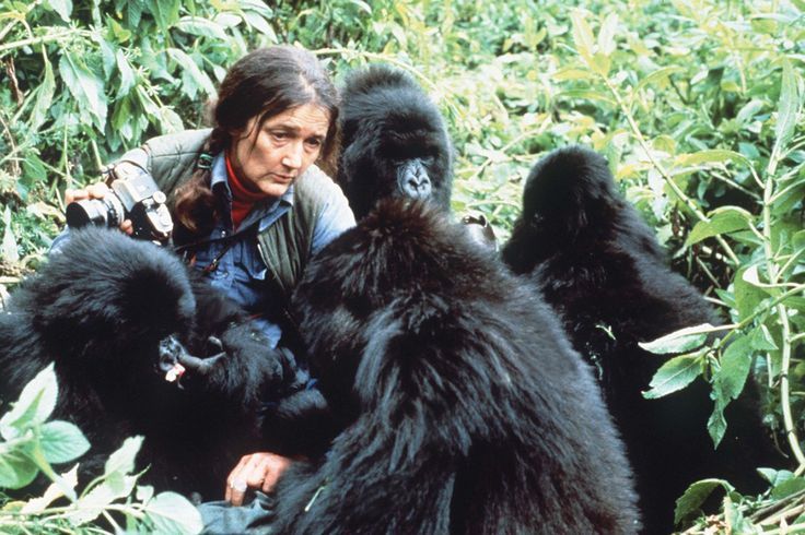 Read more about the article Dian Fossey Grave Hike