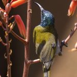 Top Bird Species to look out for in Rwanda National Parks