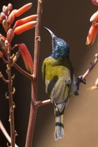 Read more about the article Top Bird Species to look out for in Rwanda National Parks