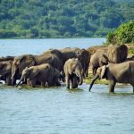 7-Day Rwanda Highlights Safari
