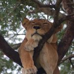 10-Day Rwanda and Uganda Combined Safari