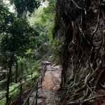 Karura Forest